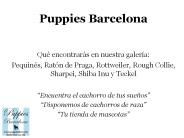 Puppies Bcn: imágenes 4