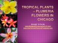 Tropical Plants - Plumeria Flowers In Chicago PowerPoint PPT Presentation