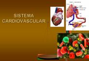 SISTEMA CARDIOVASCULAR