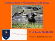 Presentazione di PowerPoint