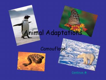 Animal Adaptations