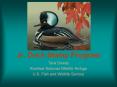 Jr. Duck Stamp Program PowerPoint PPT Presentation