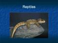 Reptiles PowerPoint PPT Presentation