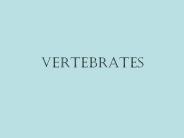 VERTEBRATES