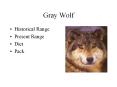 Gray Wolf PowerPoint PPT Presentation