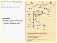 Energy Metabolism V Autotrophy and Lithotrophy