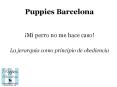 Puppies Bcn: La obediencia de tu perro PowerPoint PPT Presentation