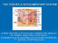 THE TISSUES & INTEGUMENTARY SYSTEM PowerPoint PPT Presentation