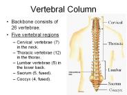 Vertebral Column