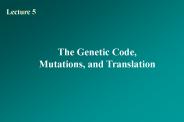 The Genetic Code, Mutations, and Translation