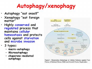 Apoptosis Mechanism Necrosis Pyroptosis Apoptosis: friend or