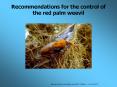 Recommendations for the control of the red palm weevil PowerPoint PPT Presentation