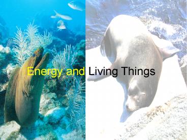 Energy and Living Things