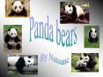 Panda bears PowerPoint PPT Presentation