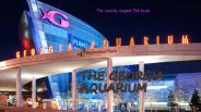 The Georgia Aquarium