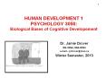 HUMAN DEVELOPMENT 1 PSYCHOLOGY 3050: Biological Bases of Cognitive Developement PowerPoint PPT Presentation