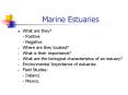 Marine Estuaries PowerPoint PPT Presentation