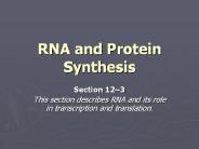 RNA and Protein Synthesis