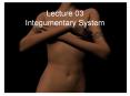 Lecture 03 Integumentary System PowerPoint PPT Presentation