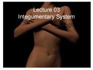 Lecture 03 Integumentary System