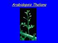 Arabidopsis Thaliana PowerPoint PPT Presentation