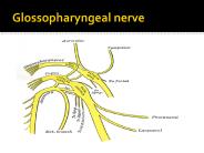 Glossopharyngeal nerve