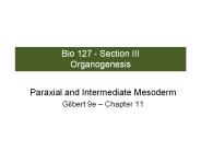 Bio 127 - Section III Organogenesis