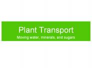 Plant Transport
