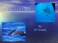DOLPHINS PowerPoint PPT Presentation