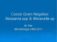 Cocos Gram Negativo Neisseria spp PowerPoint PPT Presentation