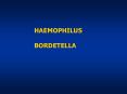 HAEMOPHILUS PowerPoint PPT Presentation