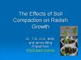 The Effects of Soil Compaction on Radish Growth PowerPoint PPT Presentation