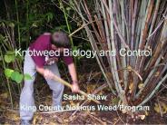Knotweed Biology and Control