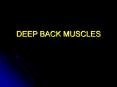 DEEP BACK MUSCLES PowerPoint PPT Presentation