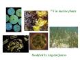 15N in marine plants PowerPoint PPT Presentation
