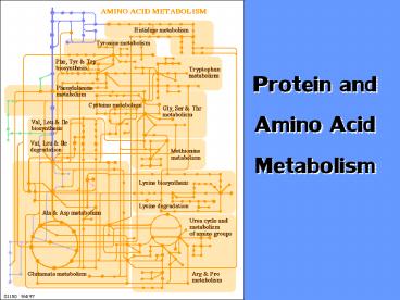 Protein and Amino Acid Metabolism