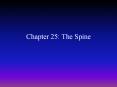 Chapter 25: The Spine PowerPoint PPT Presentation