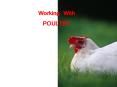 Working With POULTRY PowerPoint PPT Presentation