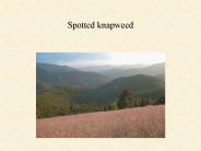 Spotted knapweed
