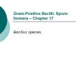 Gram-Positive Bacilli: Spore-formers   Chapter 17 Bacillus PowerPoint PPT Presentation