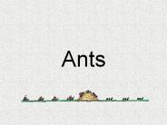 Ants