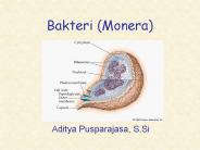 Bakteri (Monera)