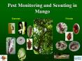 Pest Monitoring and Scouting in Mango PowerPoint PPT Presentation