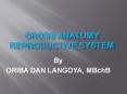 Gross anatomy of the Reproductive System By ORIBA DAN LANGOYA PowerPoint PPT Presentation
