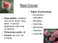 Red Clover PowerPoint PPT Presentation