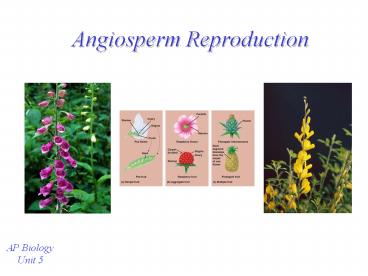 Angiosperm Reproduction Notes Angiosperm Reproduction presentation | free to view