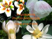 Angiosperms Phylum Anthophyta
