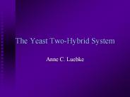 The Yeast Two-Hybrid System