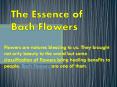 The Essence of Bach Flowers PowerPoint PPT Presentation