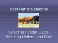 Beef Cattle Selection   Selecting Feeder Cattle, Breeding Heifers, and Bulls PowerPoint PPT Presentation
